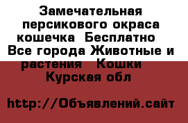 Замечательная персикового окраса кошечка. Бесплатно - Все города Животные и растения » Кошки   . Курская обл.